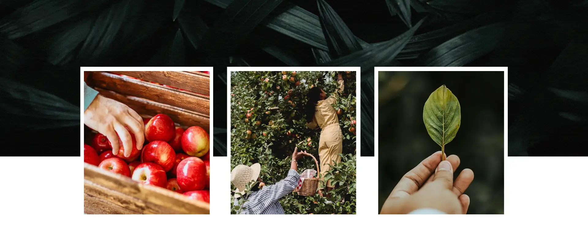 Novus Organics – Branding an Australian Wellness Startup(Sustainable Packaging) - 3 Almond Branding Top Branding Agency India Best Design Agency Mumbai Novus Organics Wellness Startup Branding Best Packaging Design Logo Design 1920×800